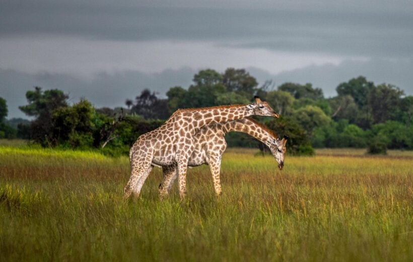 Giraffes in South Luangwa National Park, Zambia