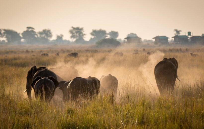 Elephants seen on safari in Botswana