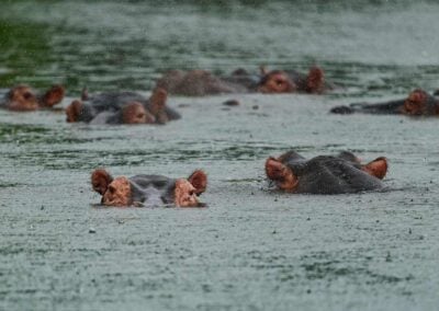 Hippos in the rain in the Zambezi River