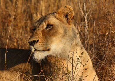 A lioness spotted among the grass on safari