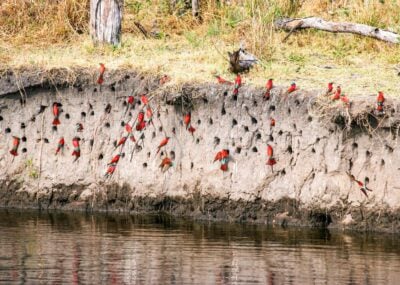 A colony of Carmine bee eaters on the banks of the Linyanti River