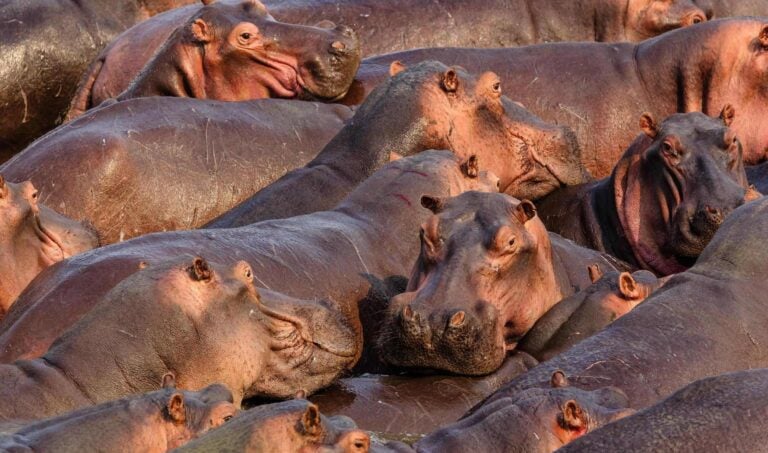 A crowd of hippos in South Luangwa National Park