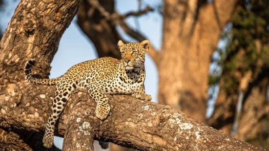 A leopard reclines in a tree in Sabi Sands, South Africa