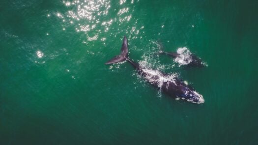 Southern Right Whale and her calf on the Whale Coast, South Africa