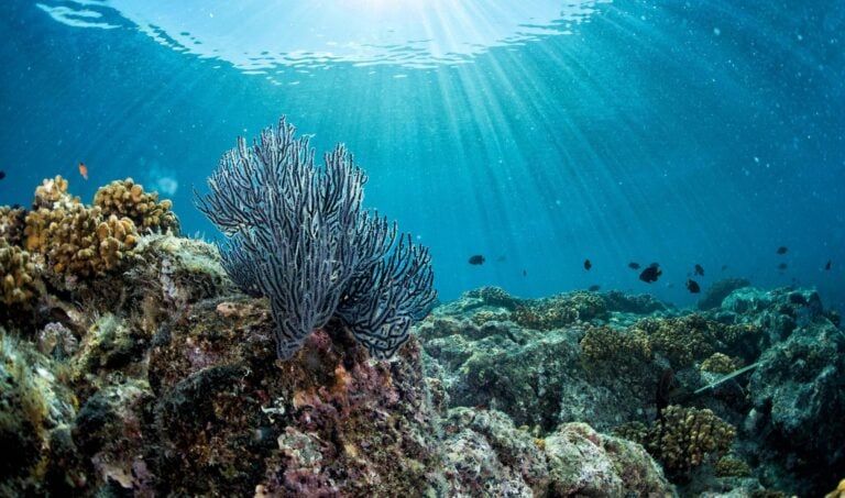 A colourful reef seen while snorkelling in Indonesia