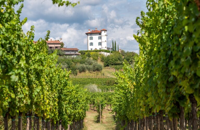 View through rows of vineyards on the Village of Ceglo, also Zegla in famous Slovenian wine growing region Goriska Brda, olive trees below rustic villa, lit by sun, village on top of hill with villa Gredic and beautiful cloudscape in the sky