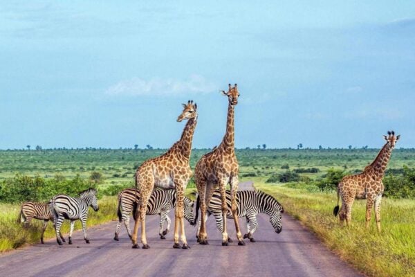 Giraffe and Plains zebra in Kruger National park, South Africa