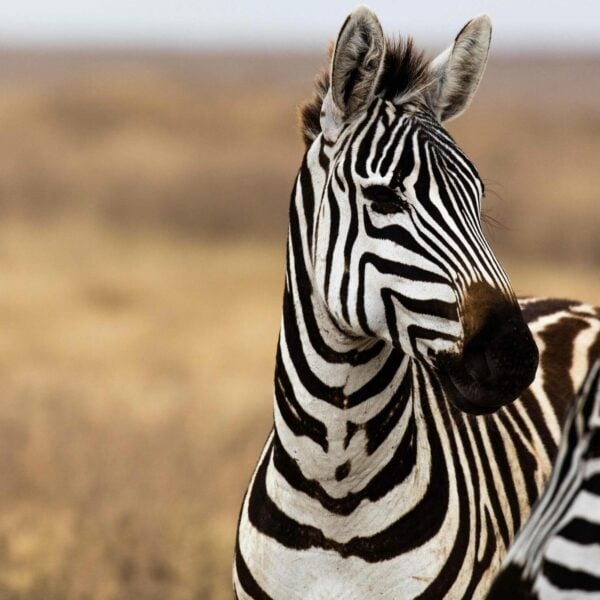 profile of a zebra on grass plain