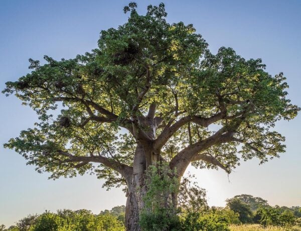 A tree in Makuleke Concession in the Kruger National Park