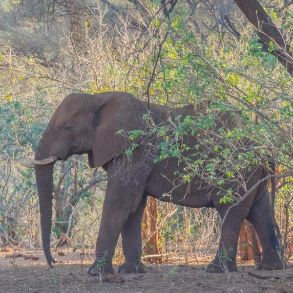 A large African elephant in a clump of trees in the Kruger National Park in South Africa