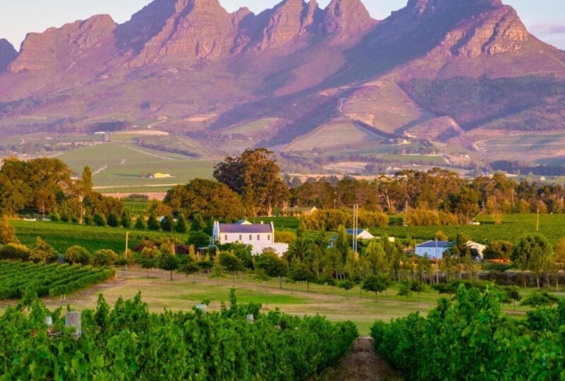 Vineyard landscape at sunset with mountains in Stellenbosch, near Cape Town