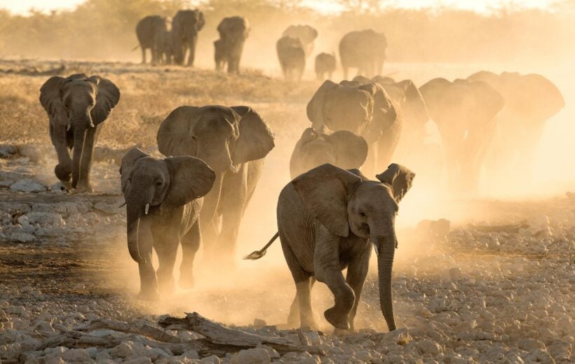 Elephants running across dusty land in Damaraland, Namibia