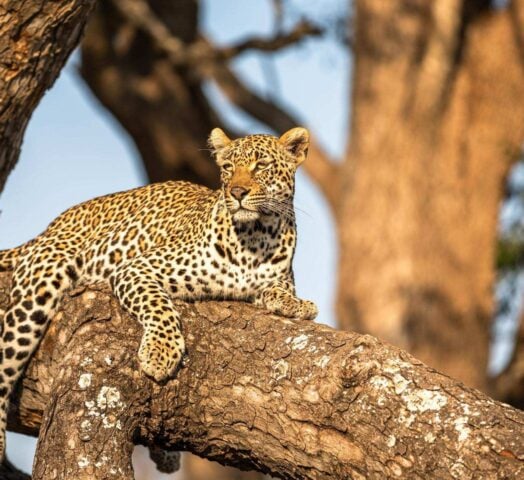 A leopard on a tree branch in Sabi Sands game reserve, South Africa