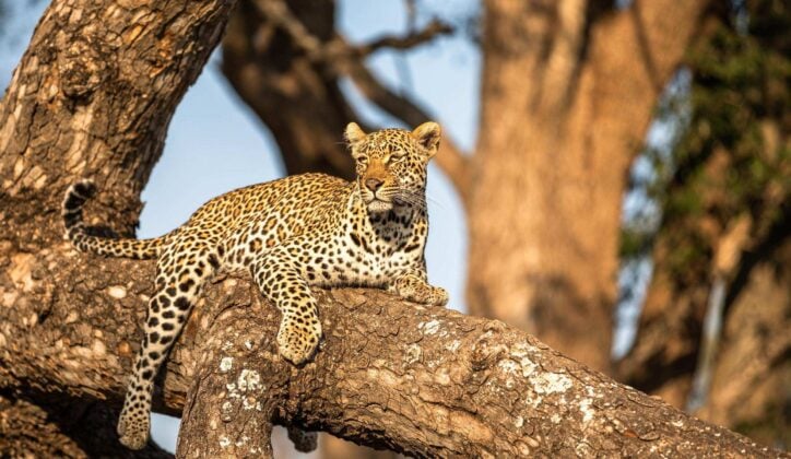 A leopard on a tree branch in Sabi Sands game reserve, South Africa