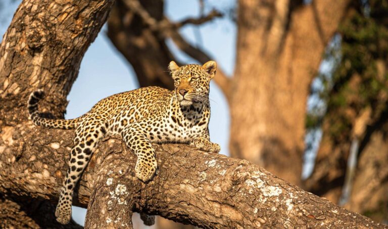 A leopard on a tree branch in Sabi Sands game reserve, South Africa