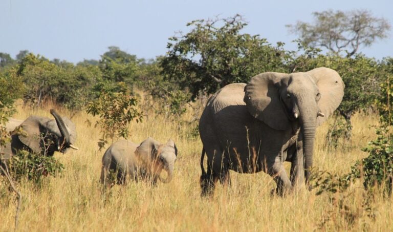 An adult and baby elephants walking through the bush