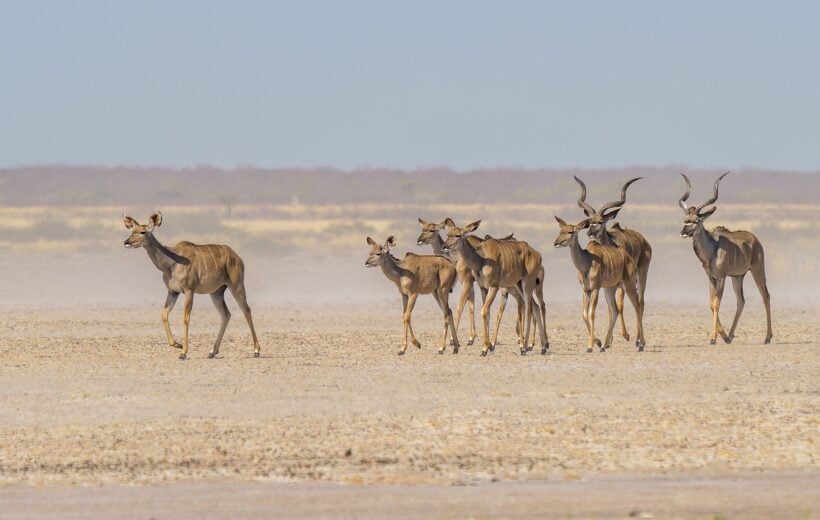 A herd of kudu in the central kalahari game reserve