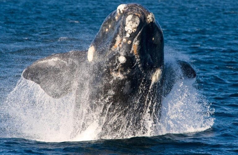 A southern right whale breaching the water