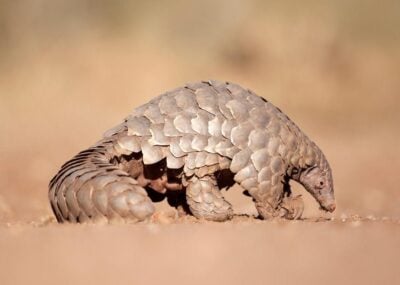 A pangolin digging for ants in the desert