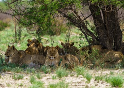 Lions under a tree in the Central Kalahari Game Reserve