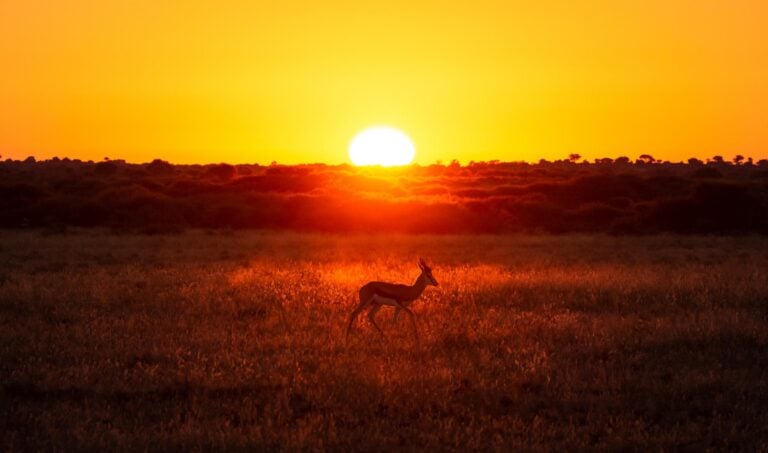 a springbok at sunset in the Central Kalahari Game Reserve