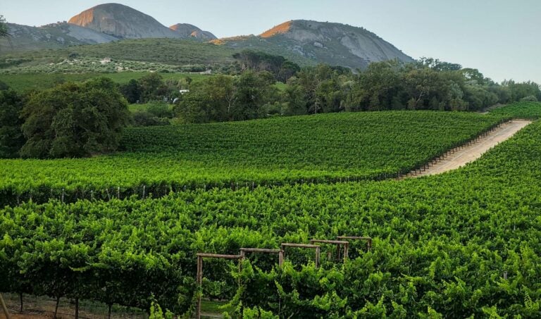 View at vineyards near Paarl in South Africa