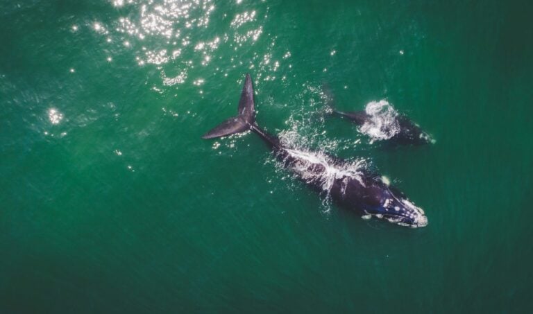 Aerial view over a Southern Right Whale and her calf along the overberg coast close to Hermanus in South Africa