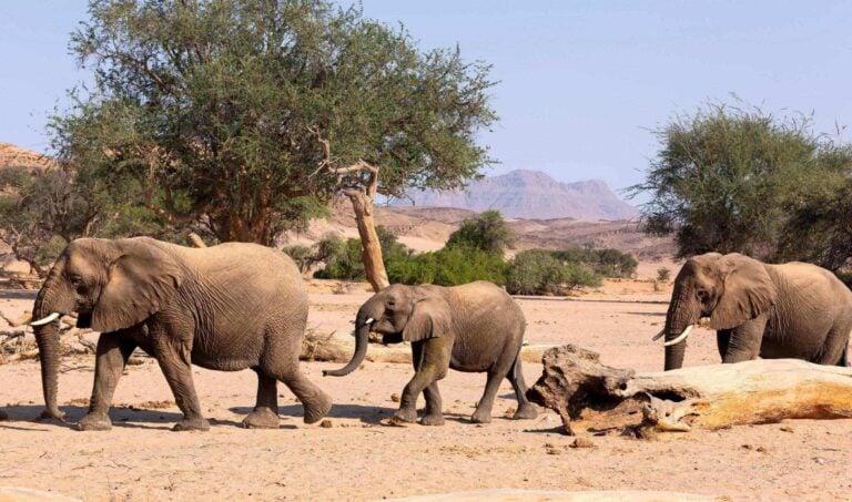 A family of elephants walking through the central kalahari game reserve