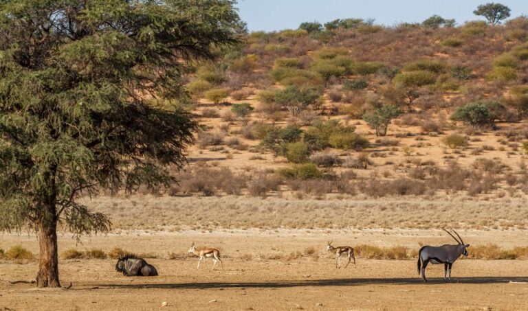 animals grazing in the kalahari desert