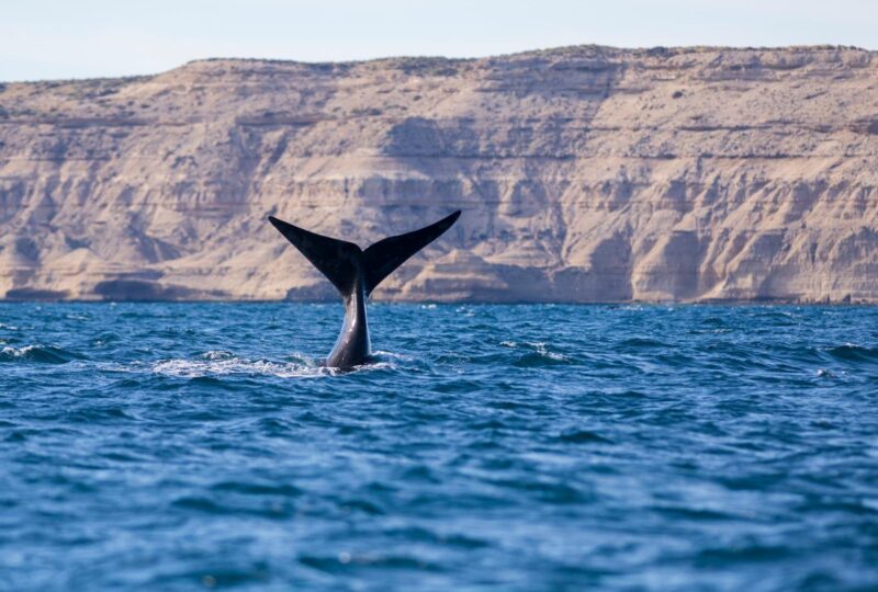 A whale's tail coming out the water at Peninsula Valdes