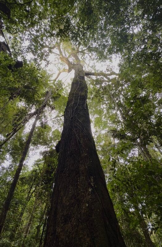 Peru Amazon