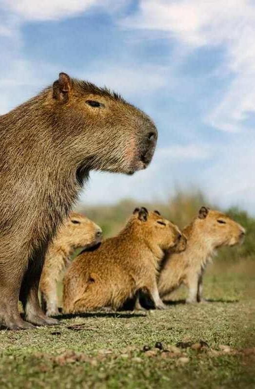 Capybara mother with her small calf in the Iberá Wetlands