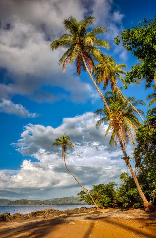 Palm trees line a deserted sandy beach on the Osa Peninsula, Costa Rica