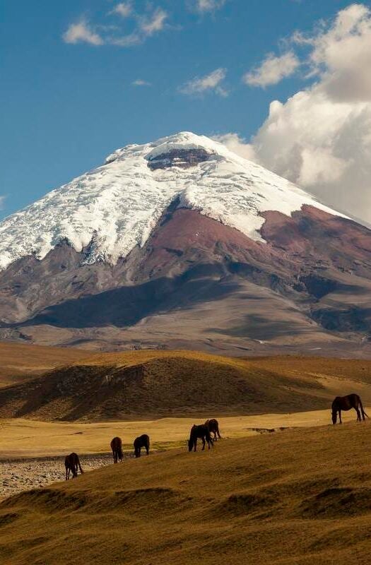 Cotopaxi volcano and wild horses