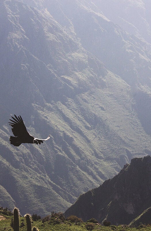 Condor flying through the Colca Canyon