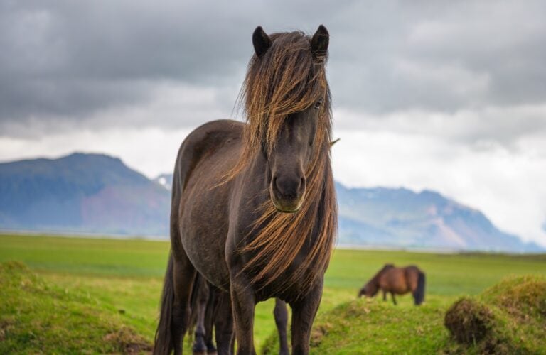 Icelandic horse in the scenic nature landscape of Iceland. The Icelandic horse is a breed of horse developed in this country.