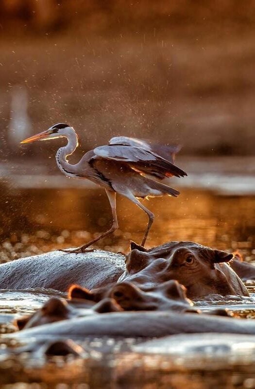 Hippos wallow in water in Zambia