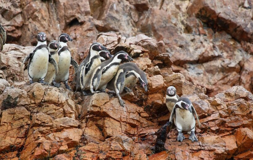 Humboldt Penguin in Ballestas islands, Peru