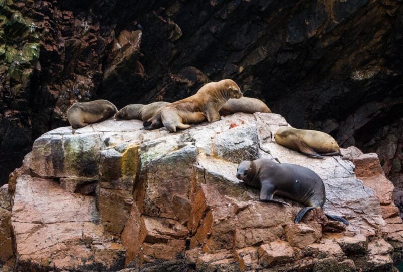 Seals on a rock in the Ballestas Islands, Peru