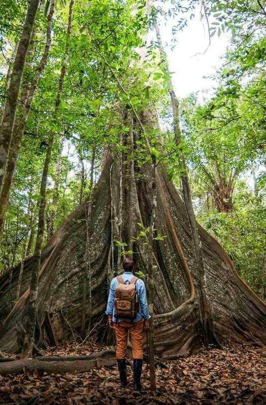 The Peruvian Amazon