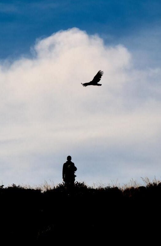 Spotting condors in Peru