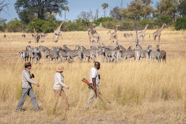 Wilderness Tubu Tree walking safari with a group walking past a herd of zebras on an African plain