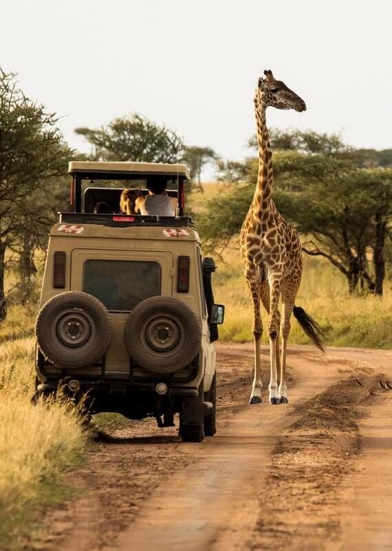 Giraffe with trees in background during sunset safari in Serengeti National Park, Tanzania. Wild nature of Africa. Safari car in the road. landscape, wild, travel, acacia, african, environment, animal wildlife, tarangire national park, black, nature, wildlife, land, reserve, national park, summer, tourism, yellow, safari, animal, wilderness, tarangire, giraffe, herbivore, savannah, tree, natural, africa, tanzania, animals, savanna