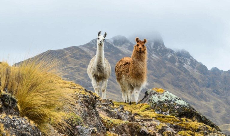 Two llamas standing on a rocky outcrop along the Inca Trail, Peru