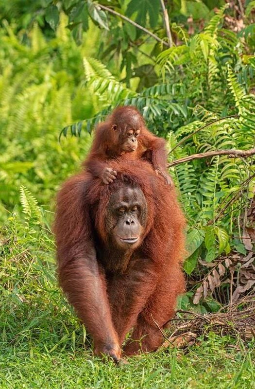 A mother and baby orangutan walking through the forest