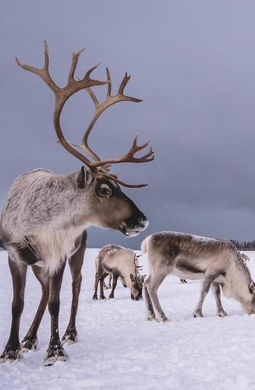 Two reindeer stood in the snow