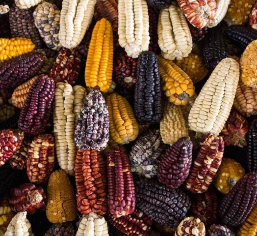 different varities of corn in Peru