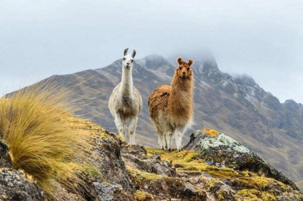 Two llamas standing on a ridge along the Inca Trail