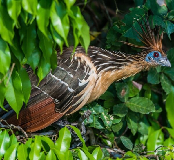 An exotic bird with a spiky crest and blue face perched among green leaves.