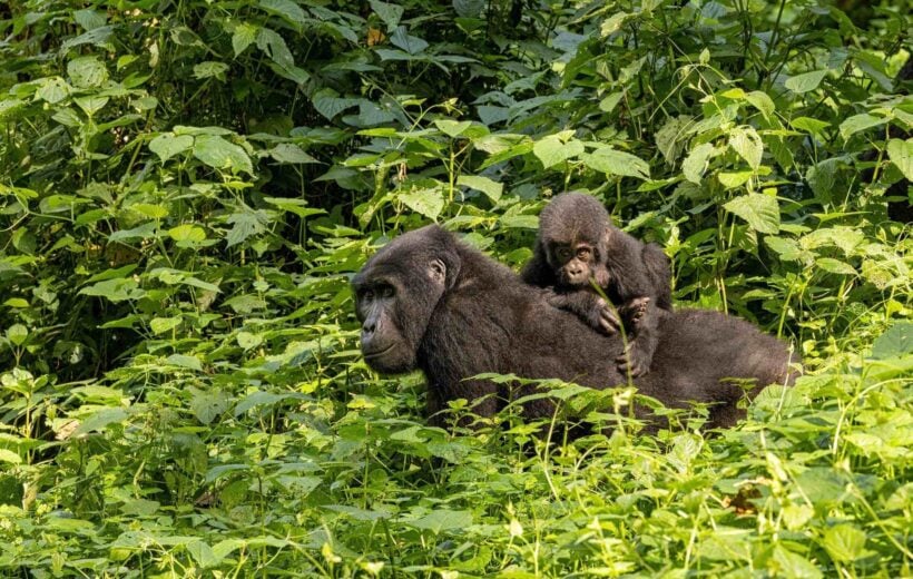 An adult gorilla carrying its baby in the Bwindi Impenetrable Forest, Uganda